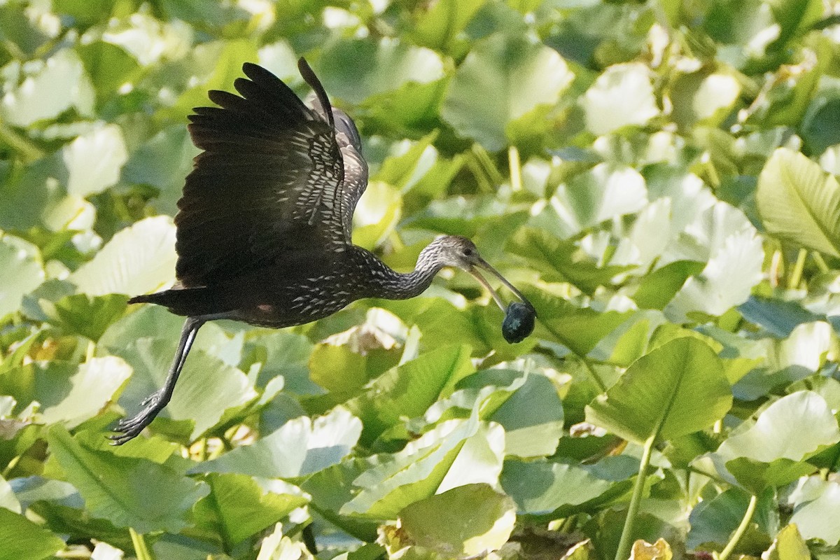 ツルモドキ - ML645812976