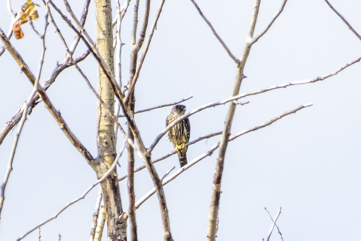 コチョウゲンボウ - ML645812977