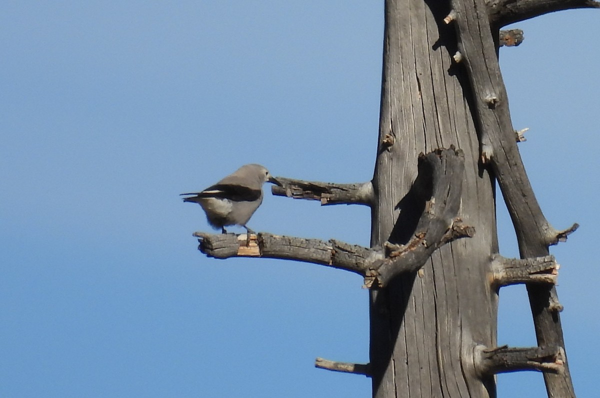 ハイイロホシガラス - ML645812978