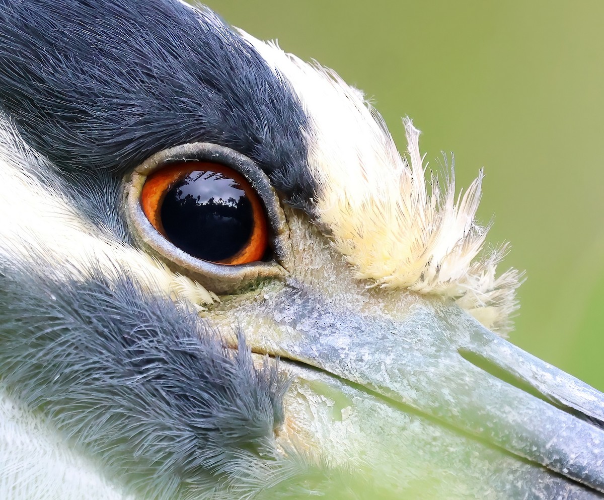 シラガゴイ - ML645812979