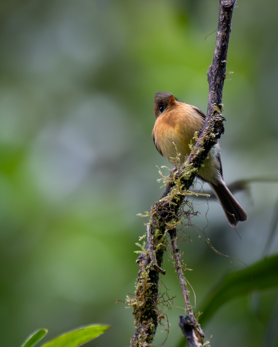 フサボウシハエトリ - ML645812983