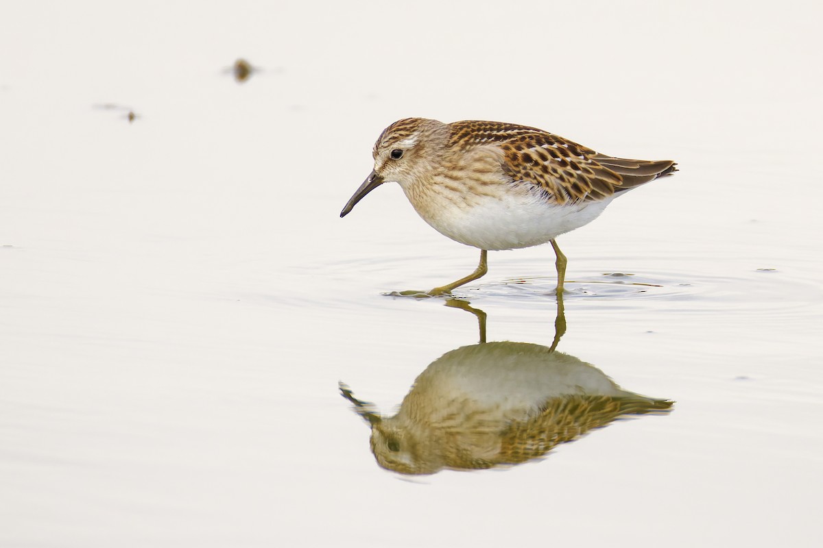 Least Sandpiper - ML645812989