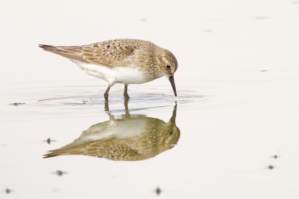 Baird's Sandpiper - ML645812995