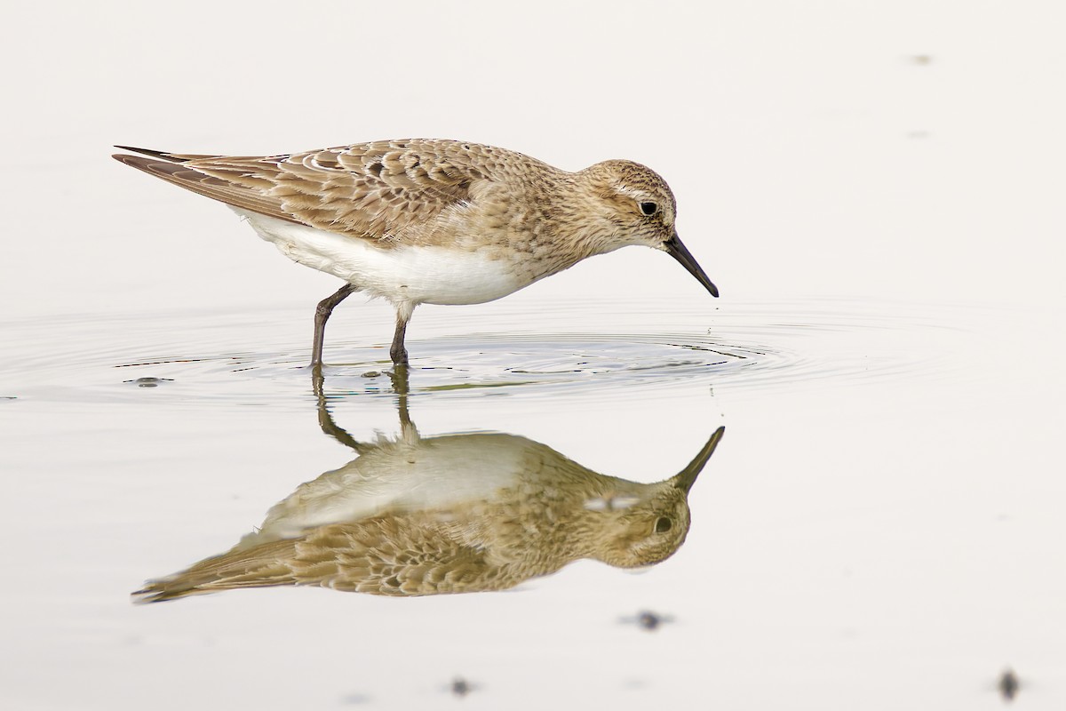 Baird's Sandpiper - ML645812996