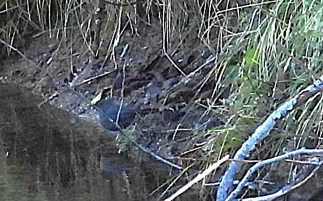 Ur-zozo iparramerikarra - ML645813004