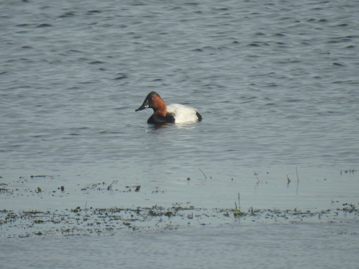 Murgilari bizkarzuria - ML645813011