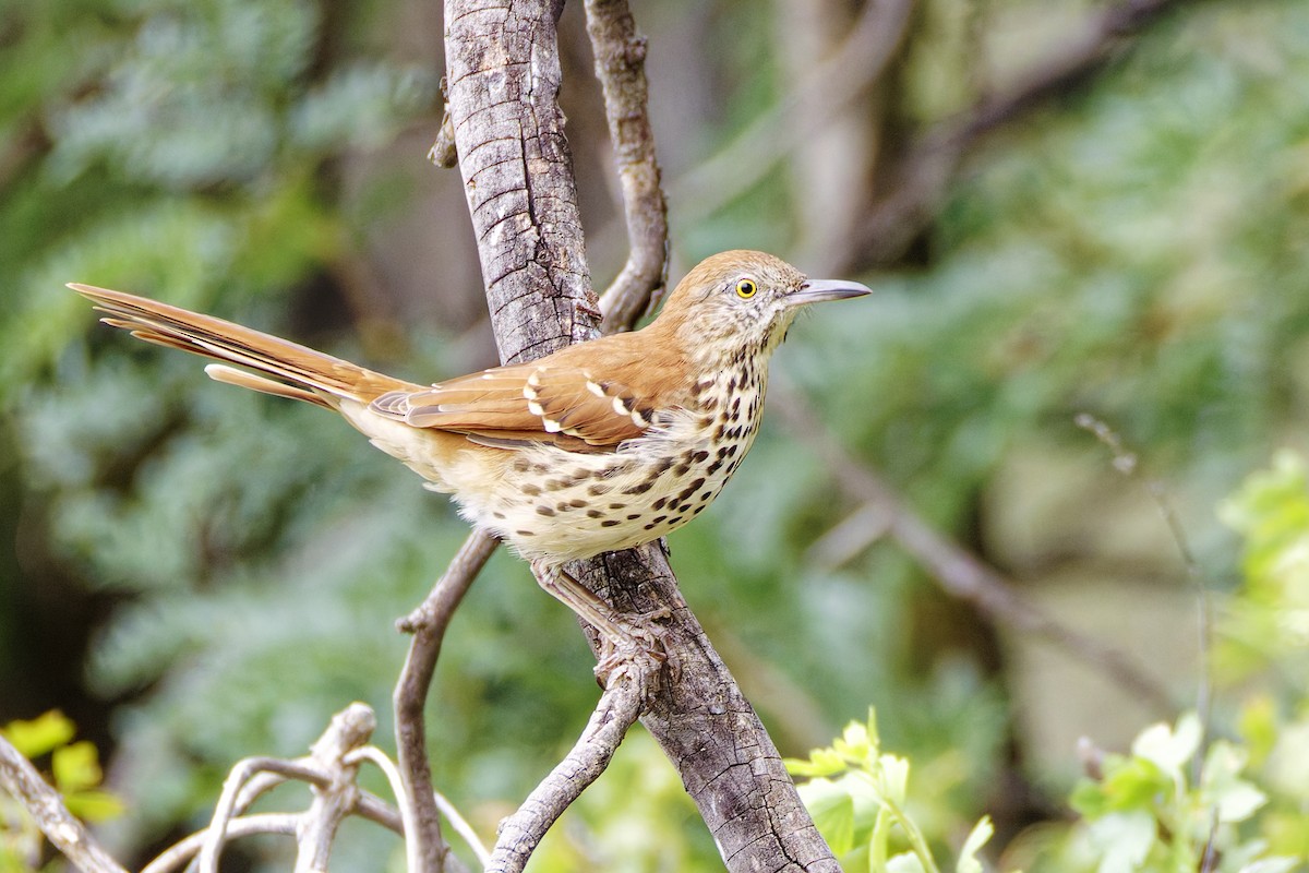Brown Thrasher - ML645813012