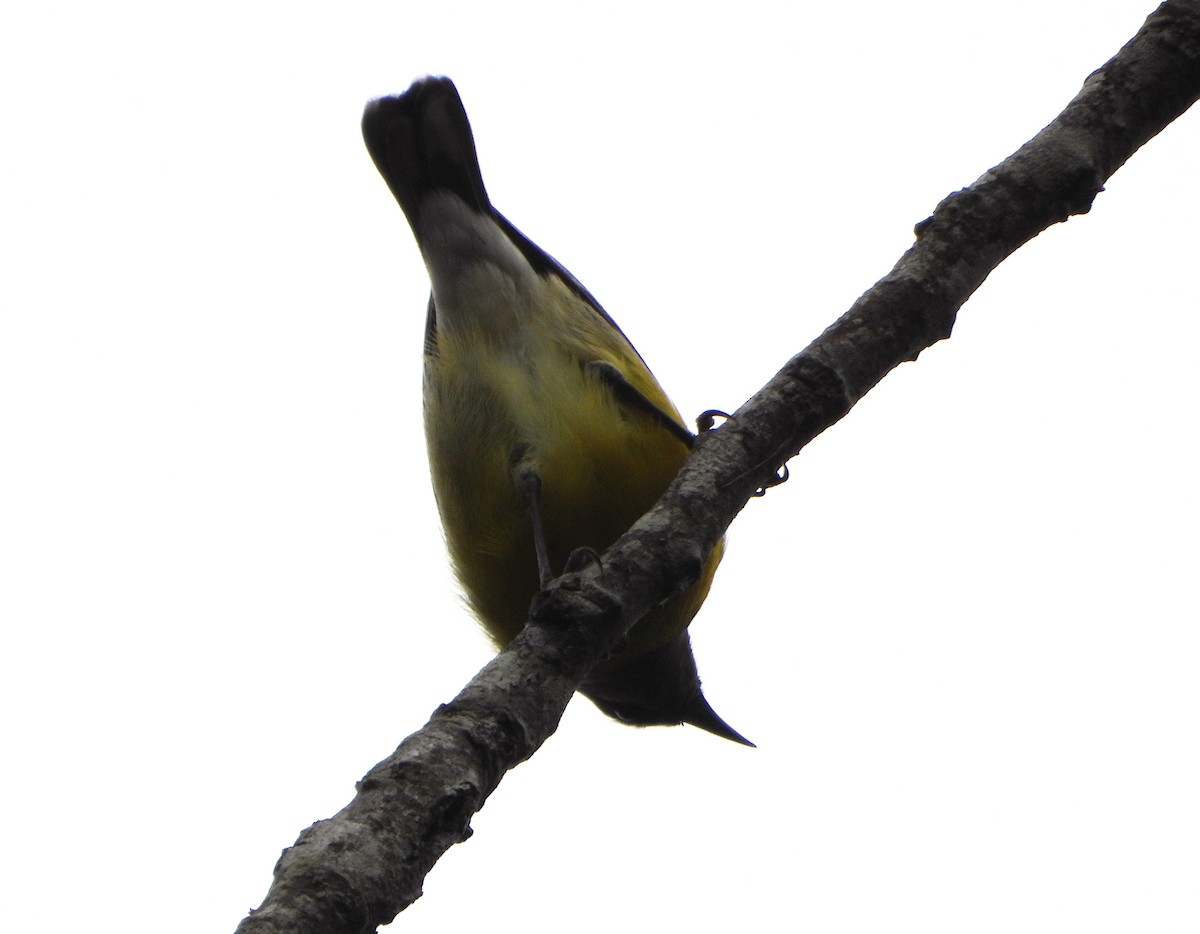 Sucrier à ventre jaune - ML645813019