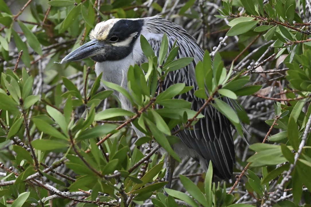 Yellow-crowned Night Heron - ML645813031