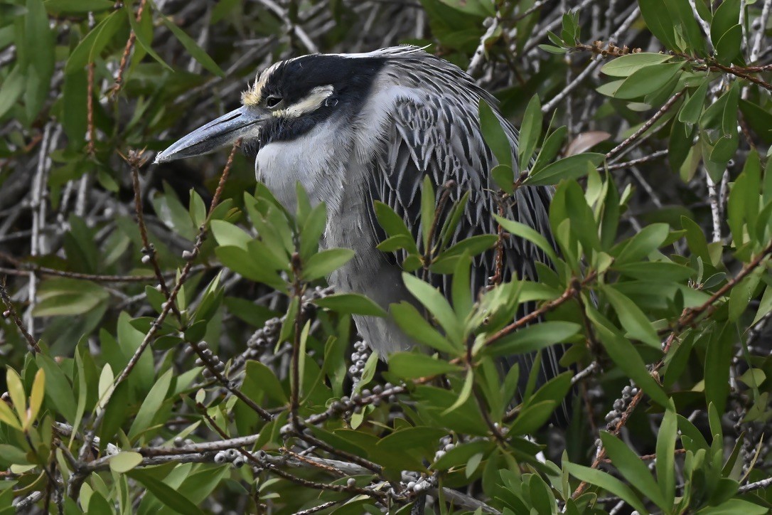 Yellow-crowned Night Heron - ML645813032