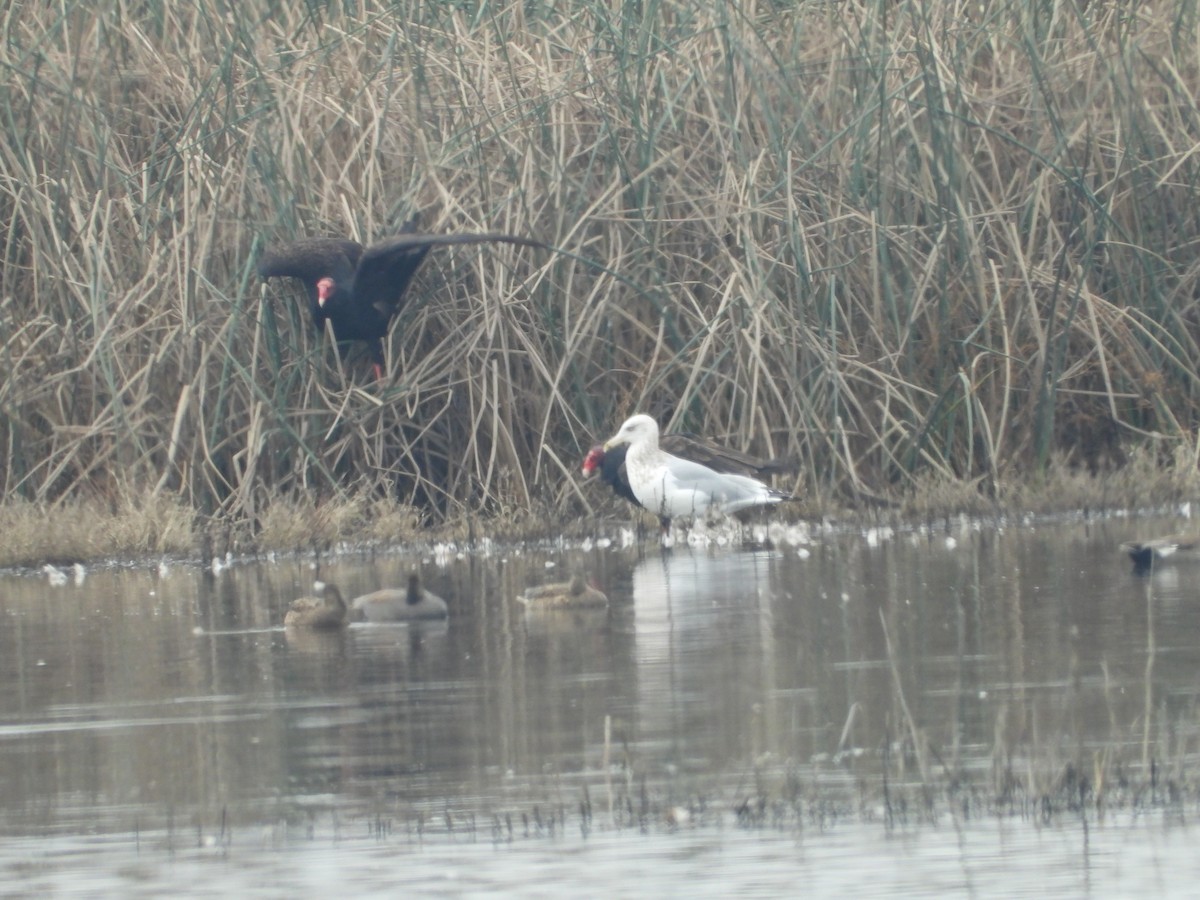 Turkey Vulture - ML645813034