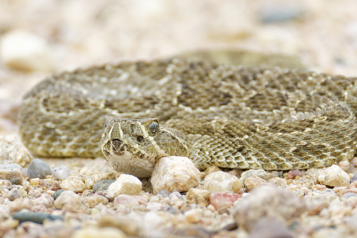 Prairie Rattlesnake - ML645813035
