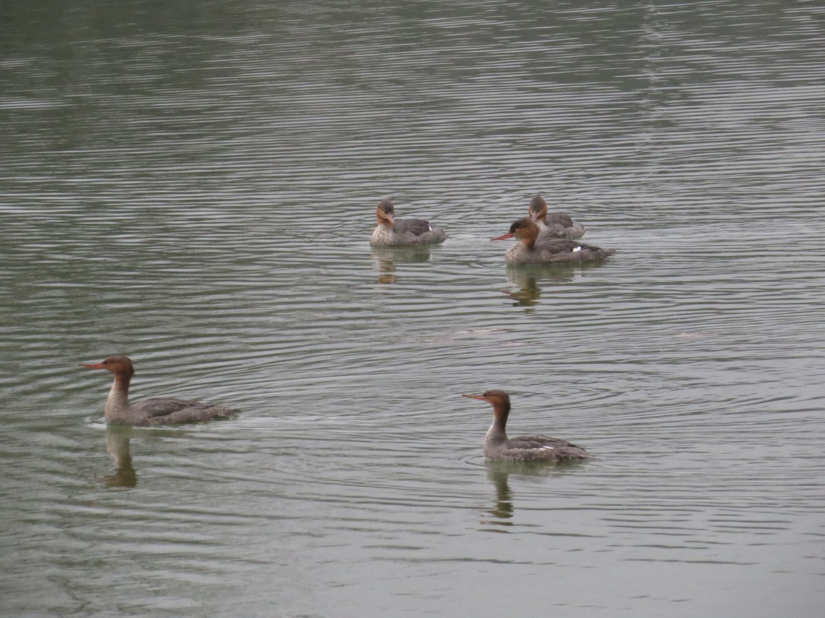 Red-breasted Merganser - ML645813045