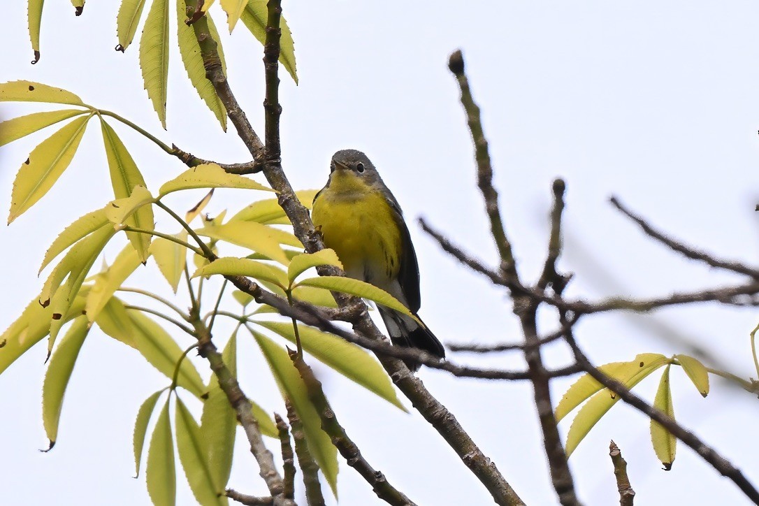 Magnolia Warbler - ML645813046