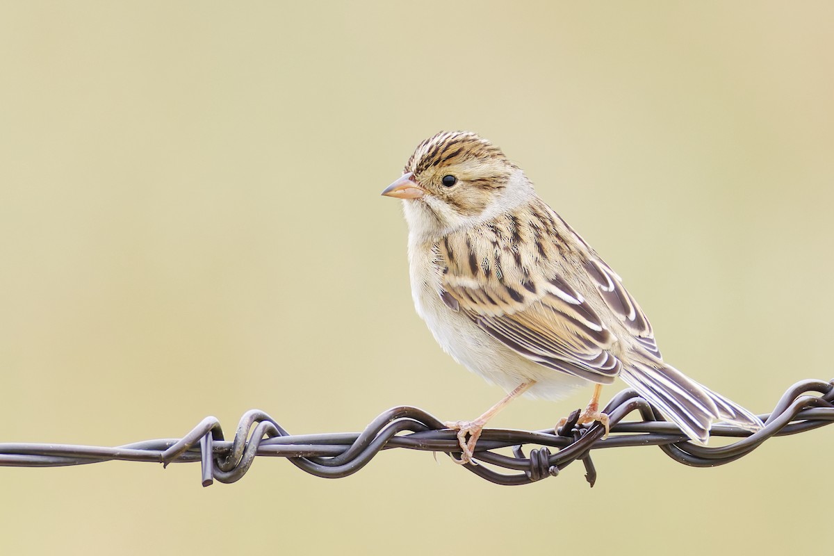 Clay-colored Sparrow - ML645813048
