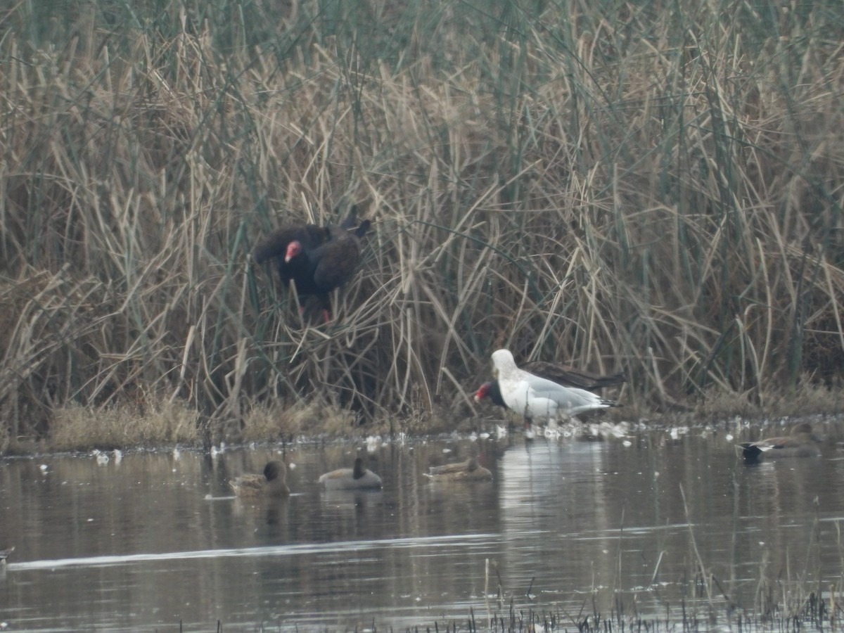 Turkey Vulture - ML645813049