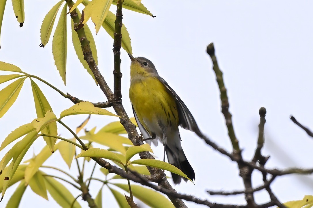 Magnolia Warbler - ML645813051
