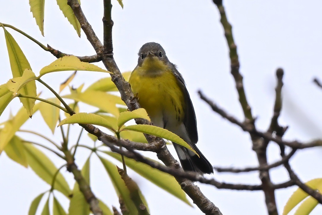 Magnolia Warbler - ML645813054