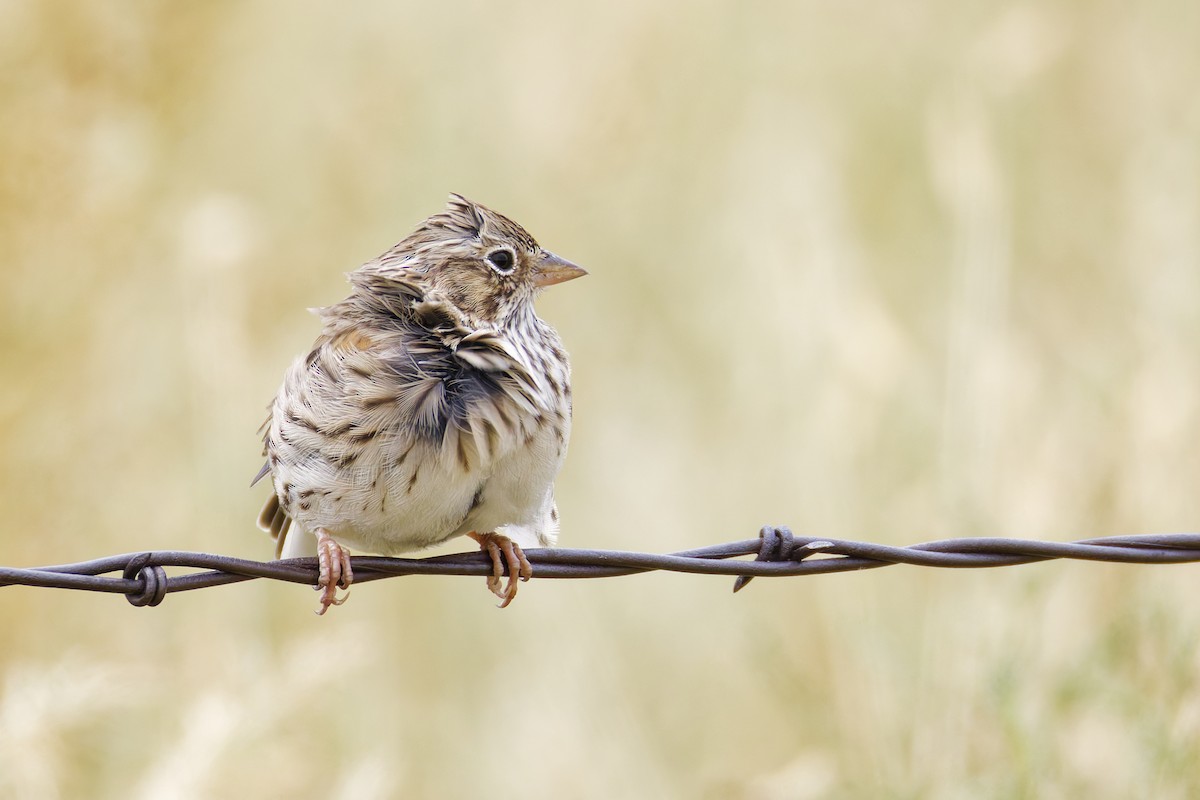 Vesper Sparrow - ML645813055
