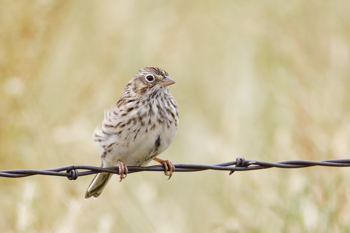Vesper Sparrow - ML645813056