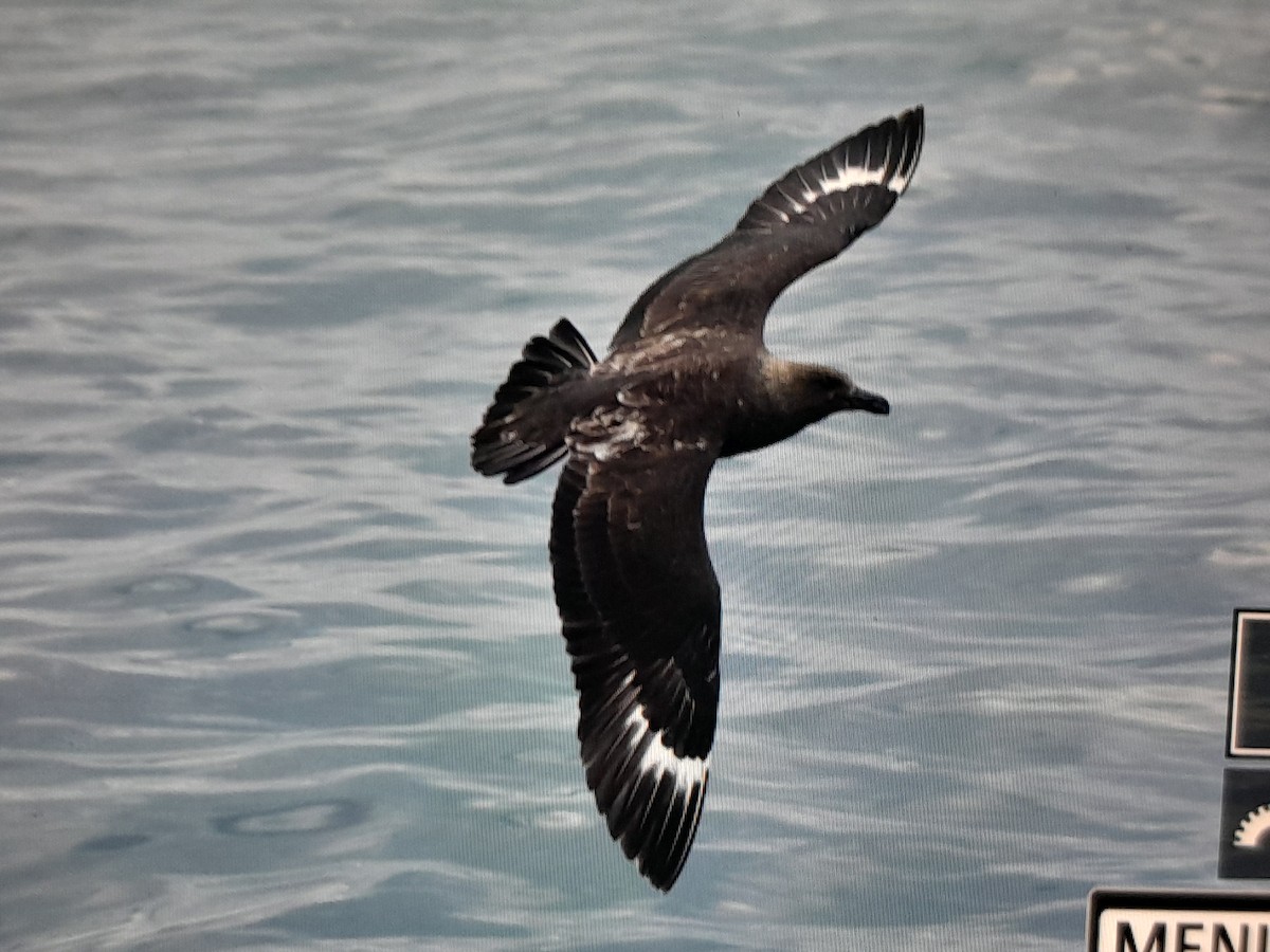 Brown Skua - ML645813060