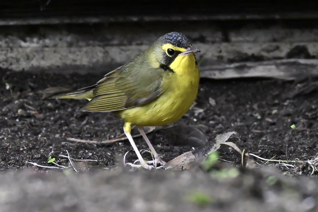 Kentucky Warbler - ML645813061