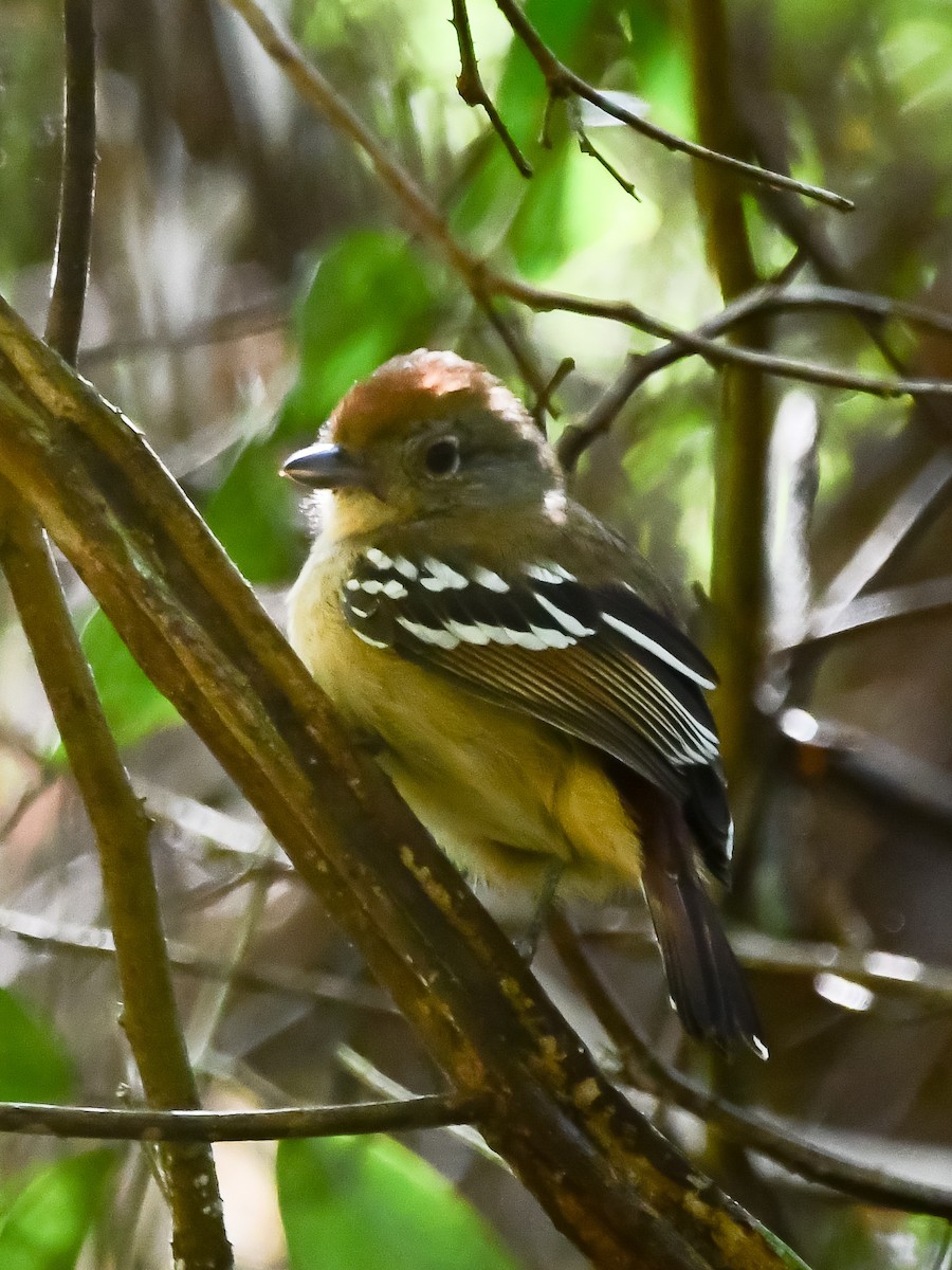 Sooretama Slaty-Antshrike - ML645813062