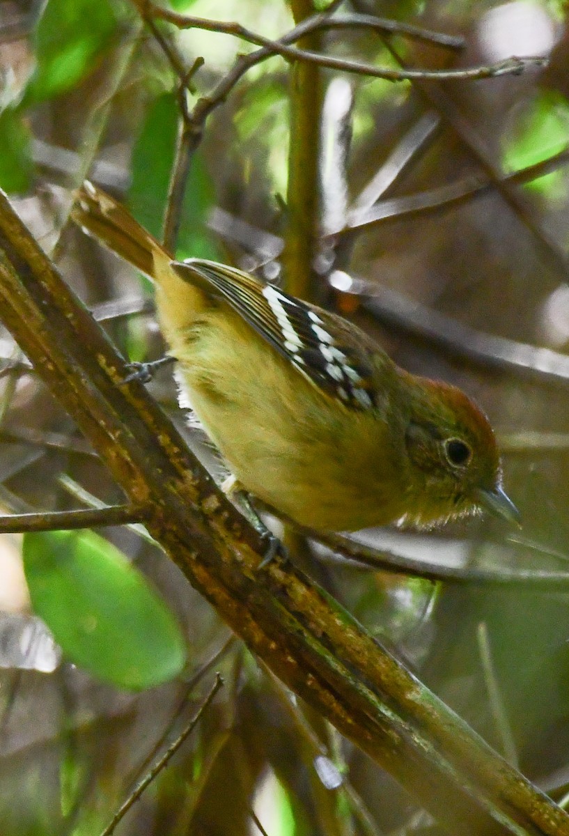 Sooretama Slaty-Antshrike - ML645813063
