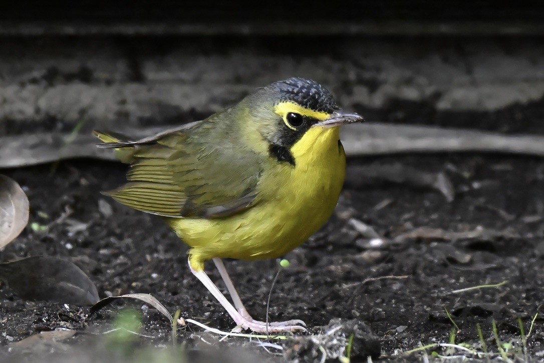 Kentucky Warbler - ML645813064