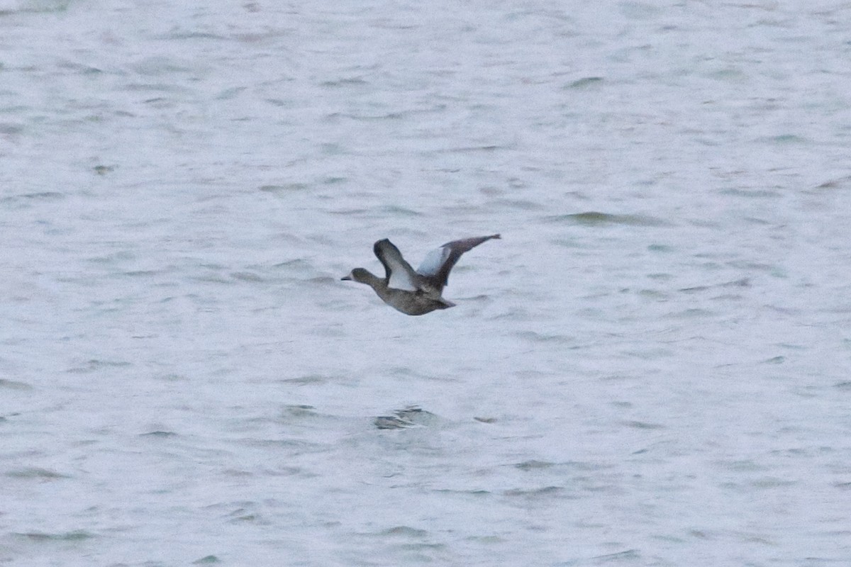 Blue-winged Teal - ML645813065