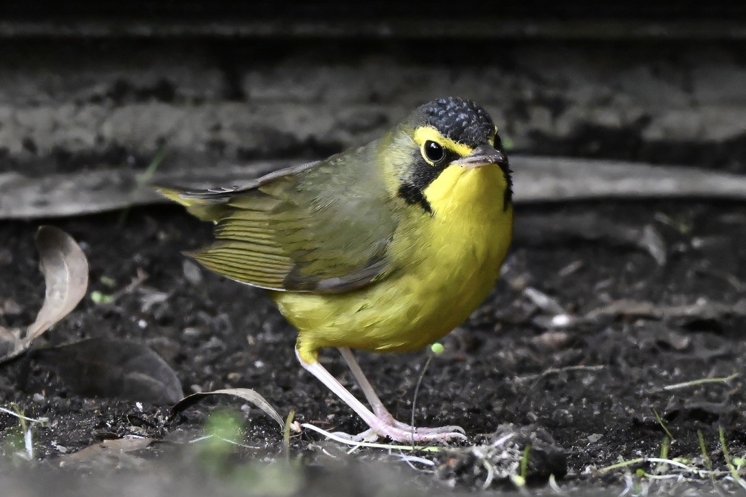 Kentucky Warbler - ML645813071