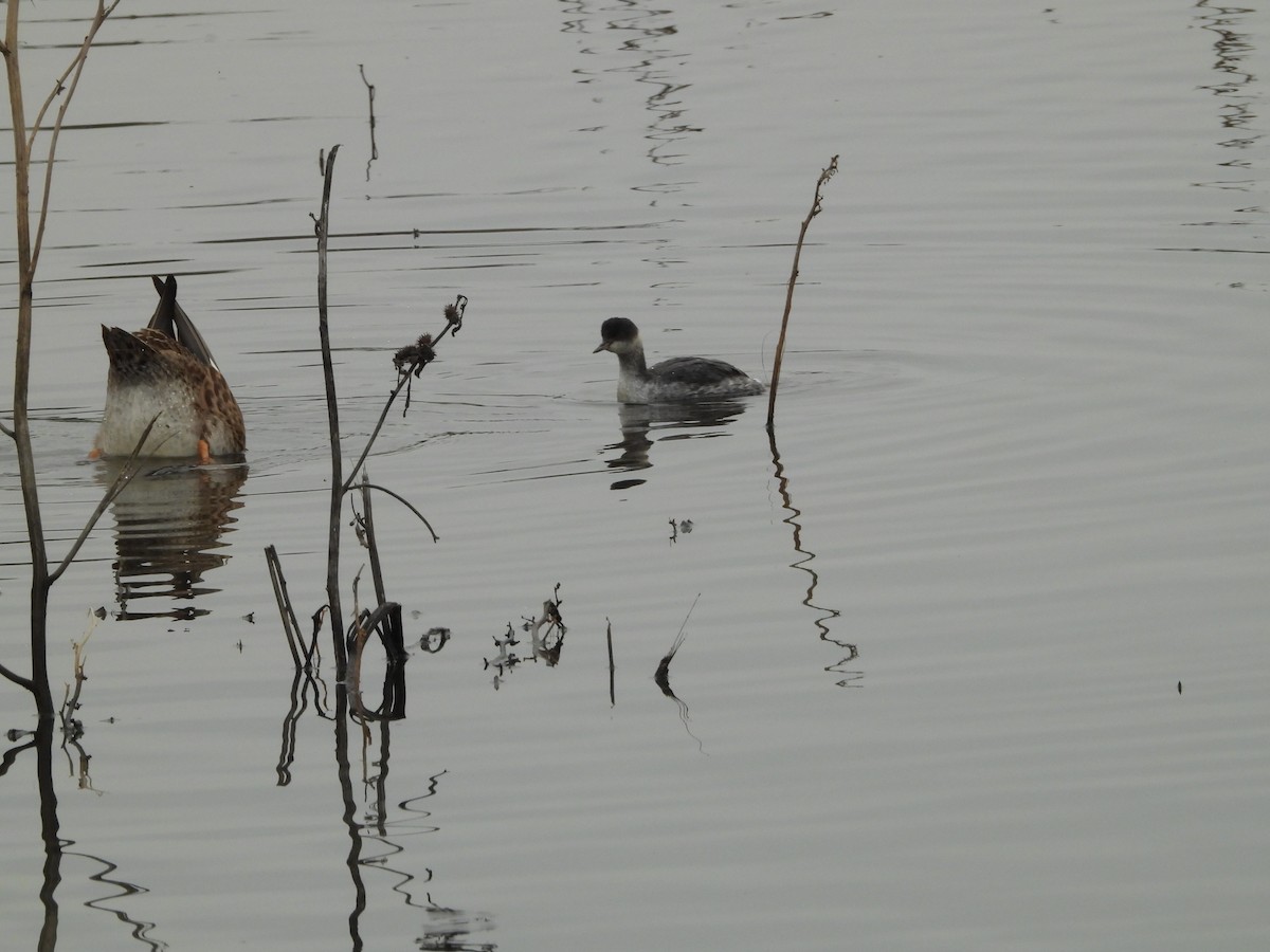 Eared Grebe - ML645813072