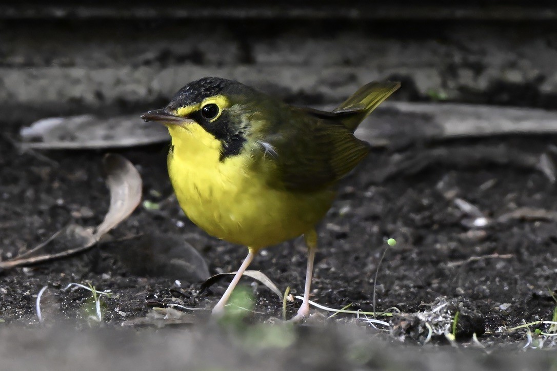 Kentucky Warbler - ML645813073