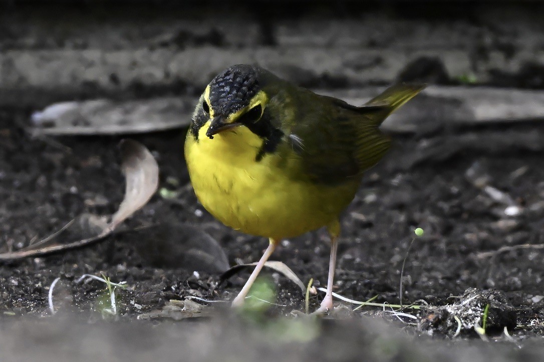 Kentucky Warbler - ML645813076