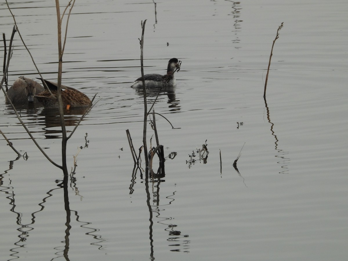 Eared Grebe - ML645813078