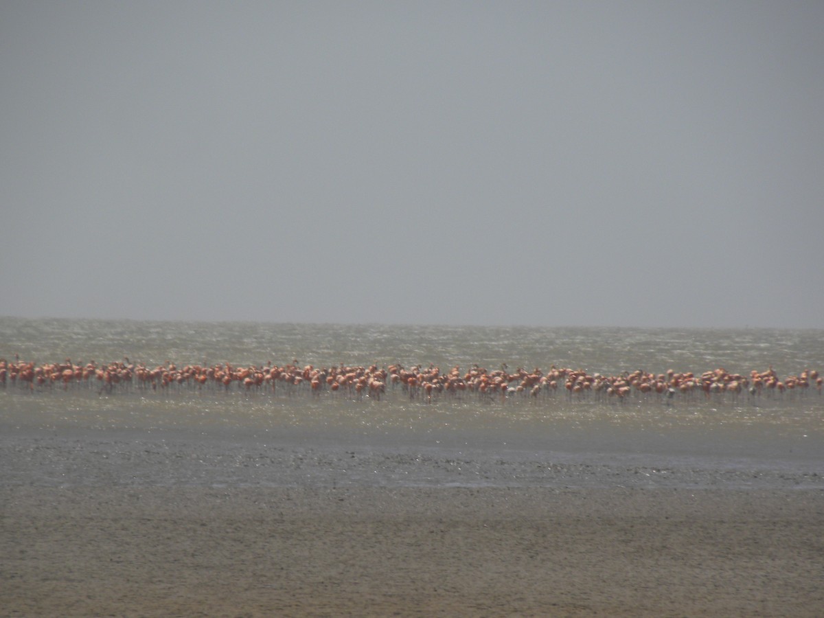 American Flamingo - ML645813079