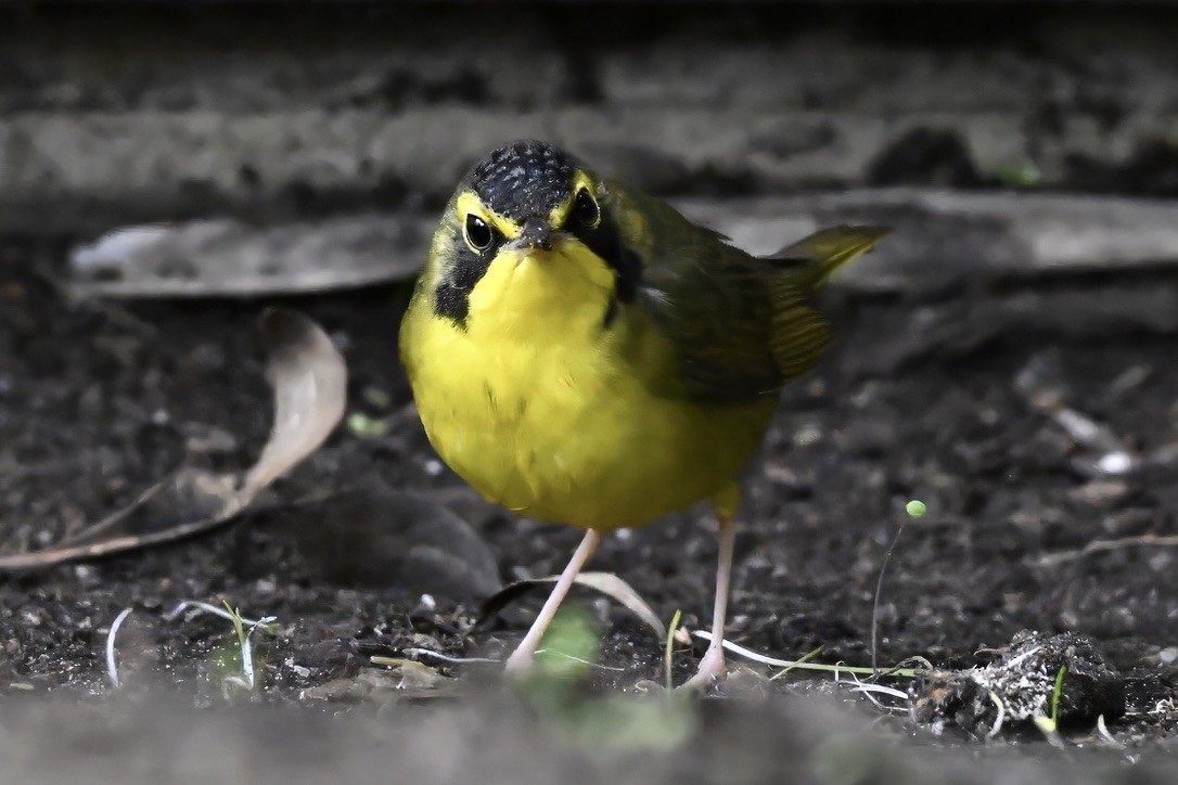 Kentucky Warbler - ML645813081