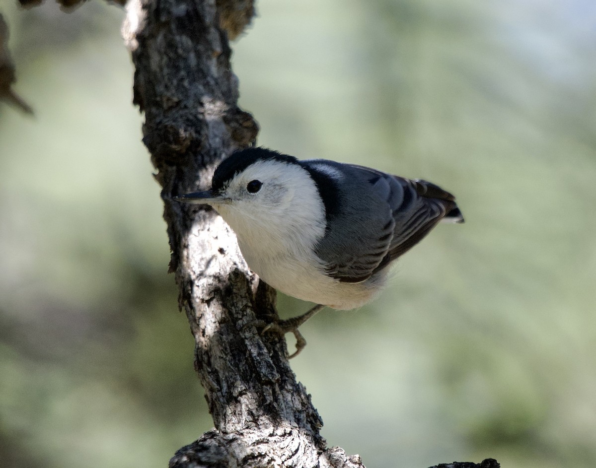 Sittelle à poitrine blanche (groupe lagunae) - ML645813090