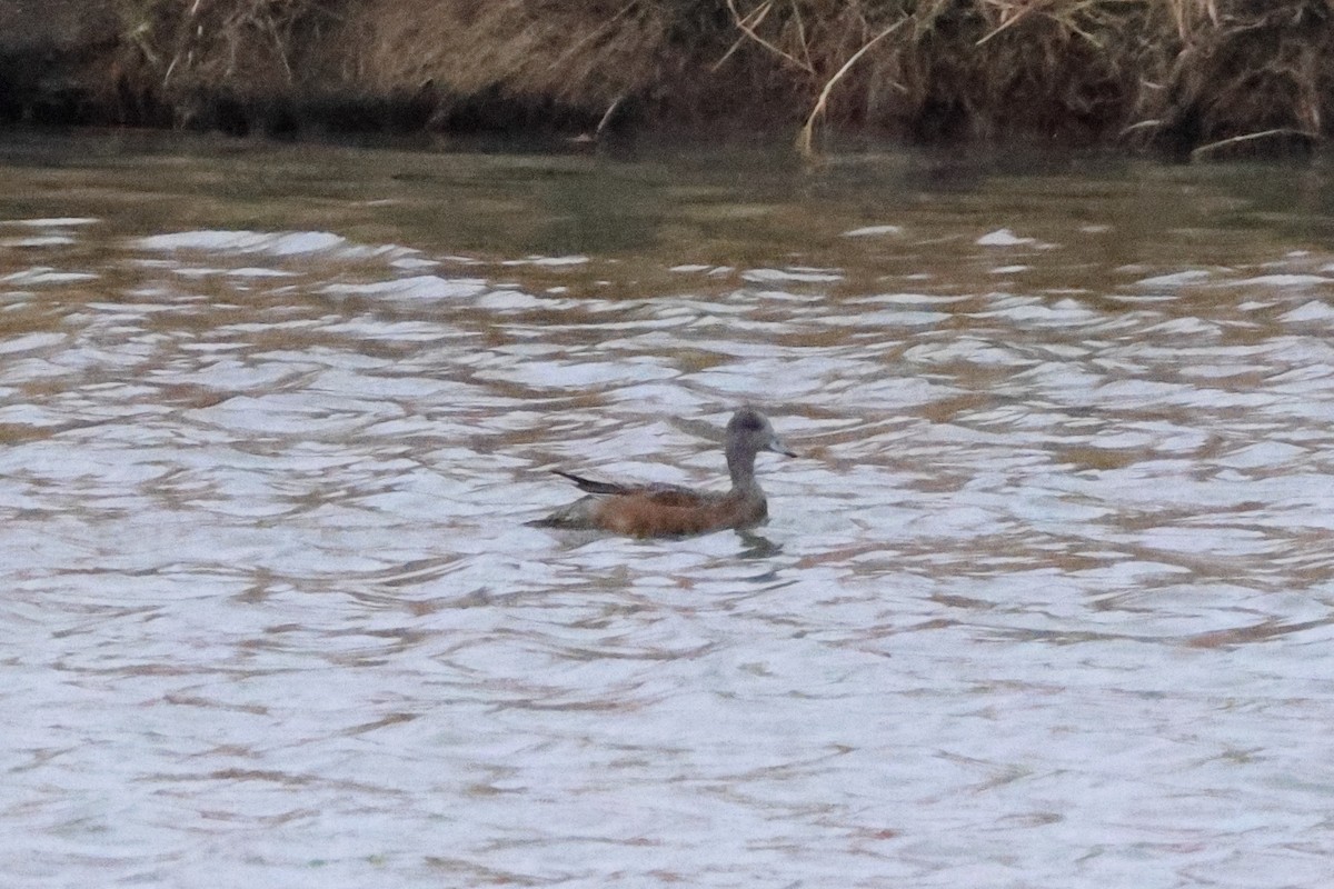 American Wigeon - ML645813091