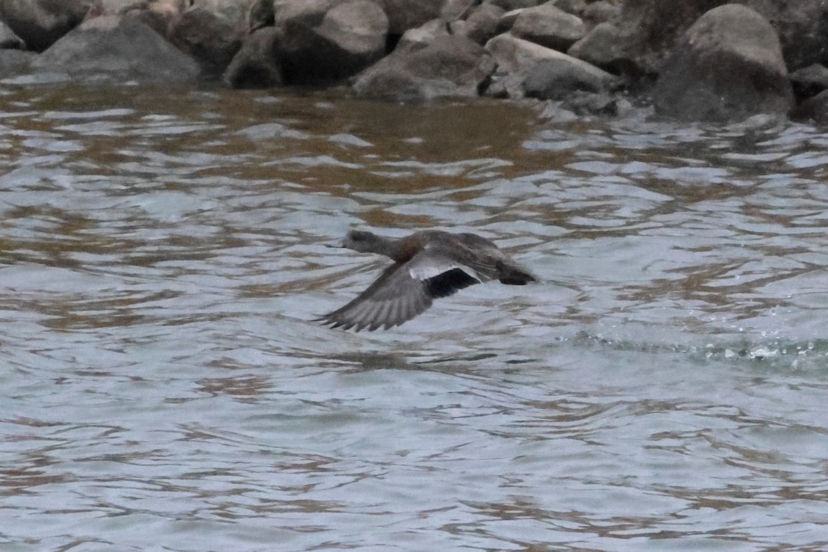 American Wigeon - ML645813092