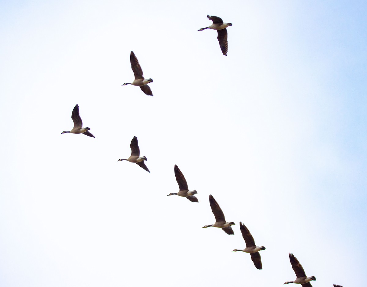 Canada Goose - ML645813094