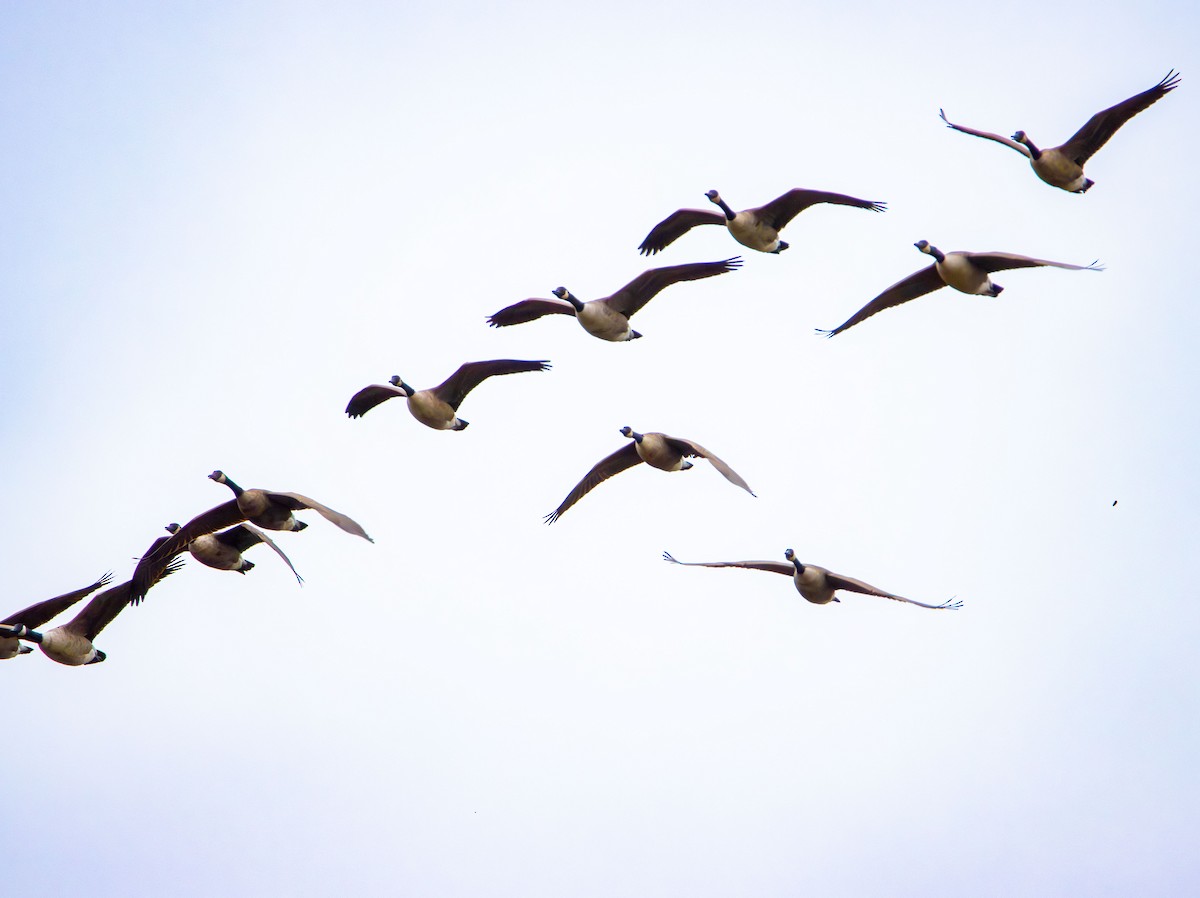 Canada Goose - ML645813095