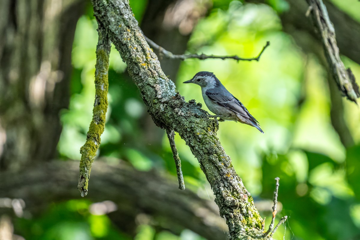 Sittelle à poitrine blanche - ML645813096