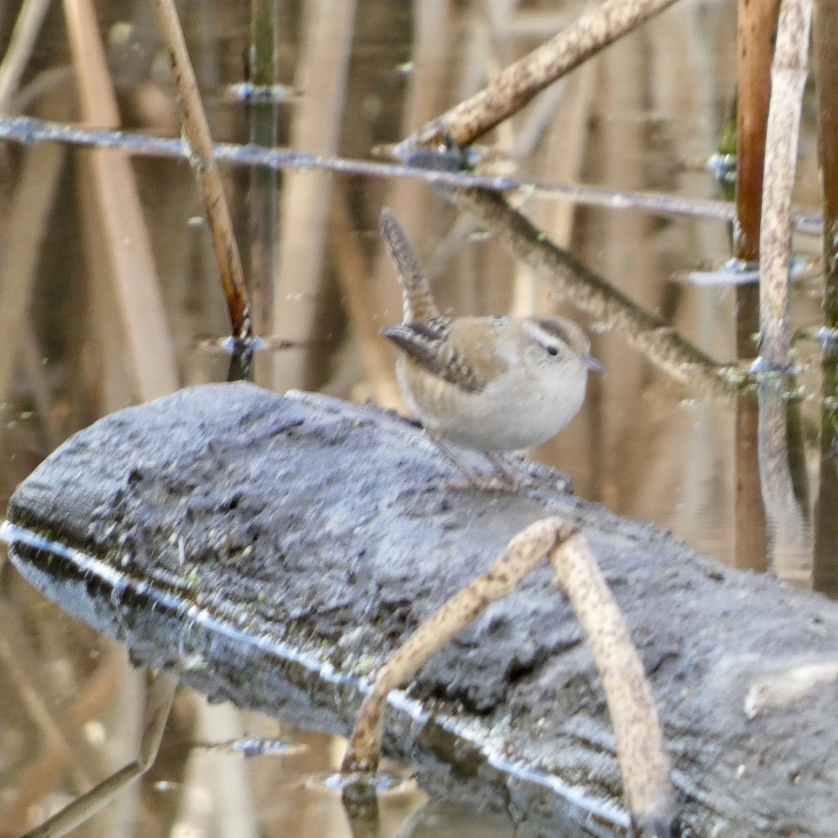 Marsh Wren - ML645813102