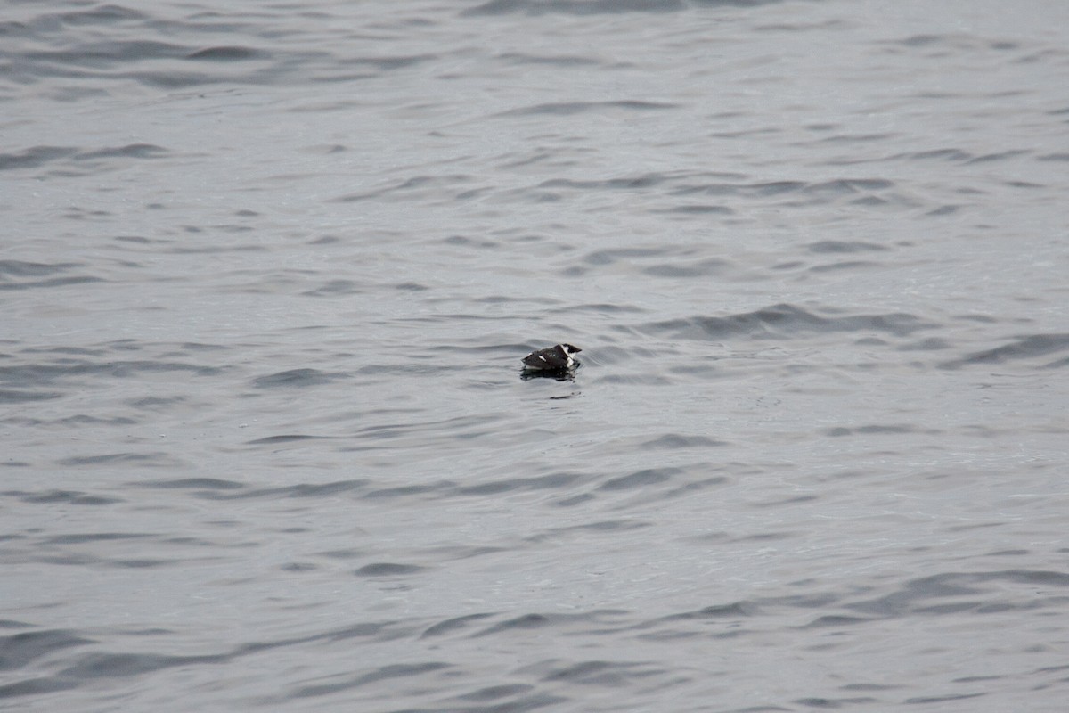 Pottorro txikia - ML645813106