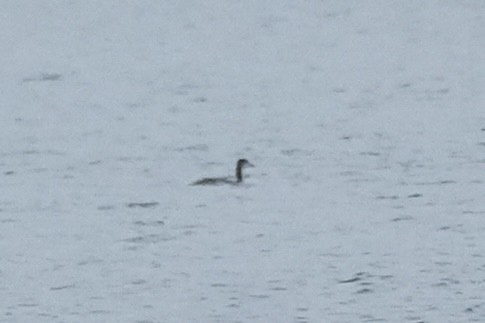 Red-necked Grebe - ML645813107