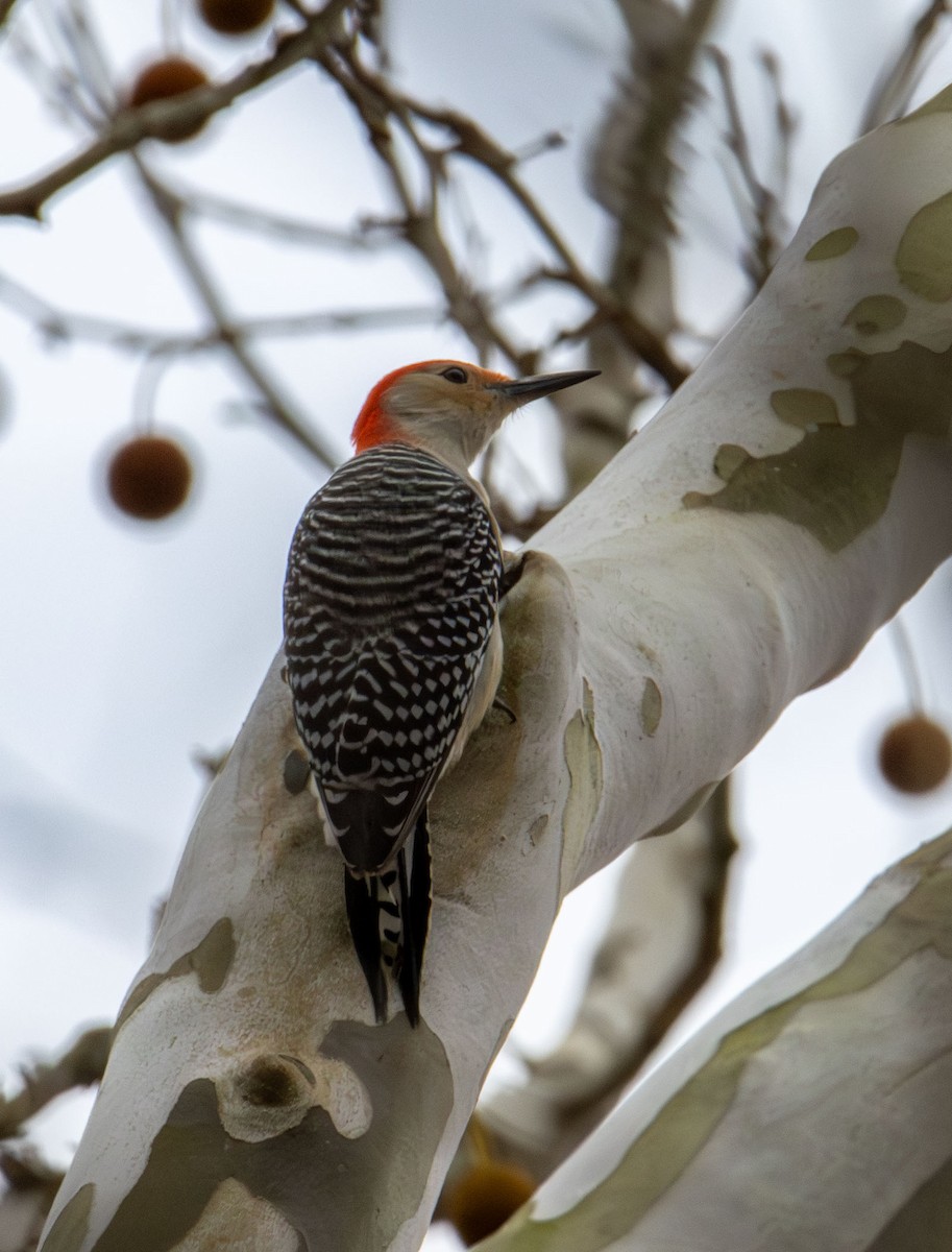 Red-bellied Woodpecker - ML645813108