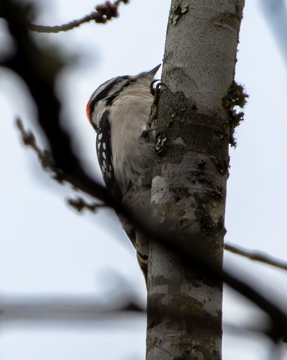 Downy Woodpecker - ML645813117