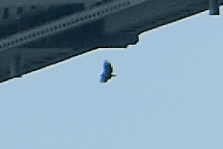 Black Vulture - ML645813120