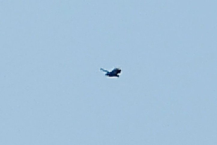 Black Vulture - ML645813121